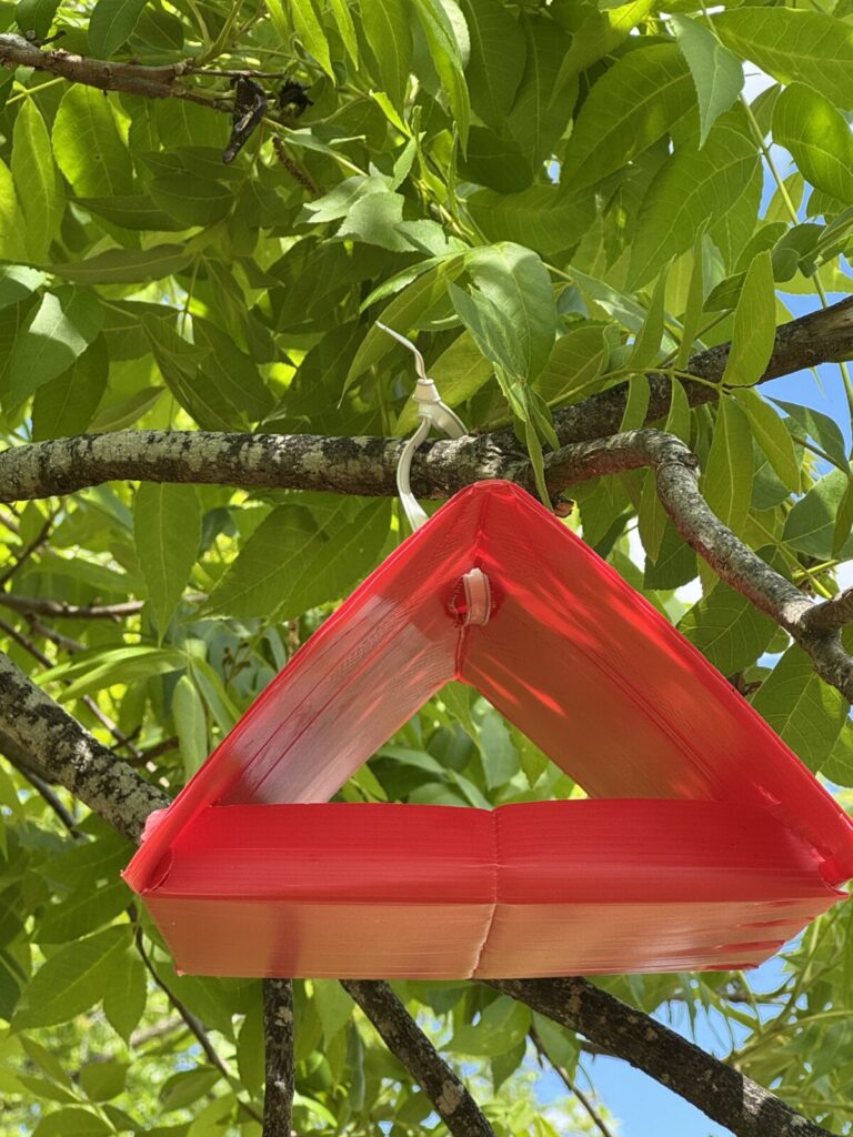 PNC Trap on a pecan tree