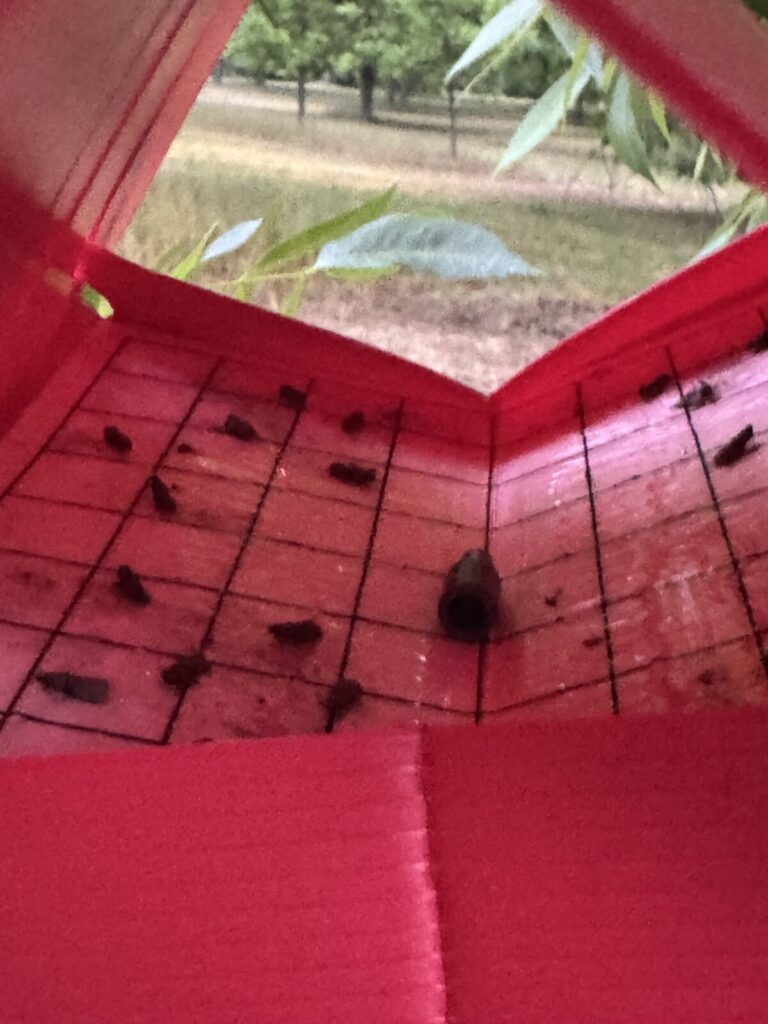 PNC trap with trapped moths