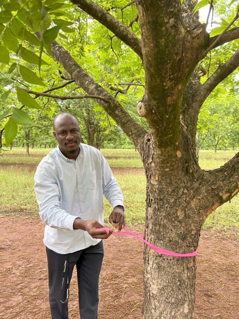Joshua tagging a pecan tree for research trial