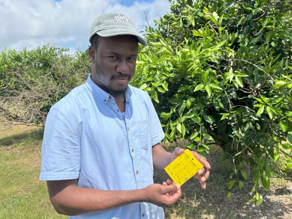 Joshua with yellow sticky traps in citrus orchard