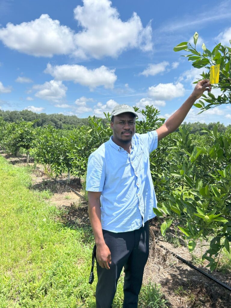 Joshua setting yellow sticky traps in citrus orchard