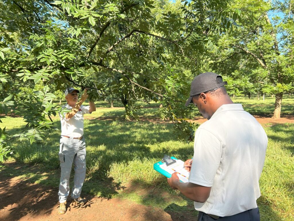 Joshua taking pecan scab disease rating data 