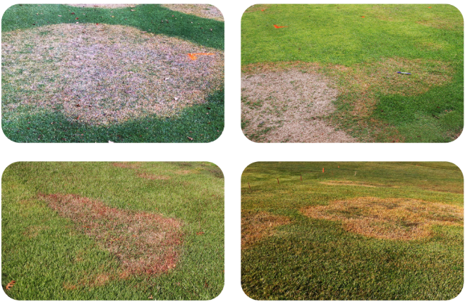 large patches of dead spots in the lawn