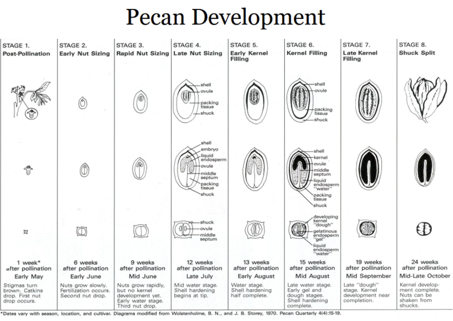 Pecan Nut Development Stages